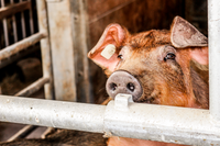 Bauernhof Müller / Duroc-Schwein